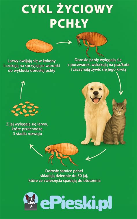Infografika o rôznych typoch psiej agresivity