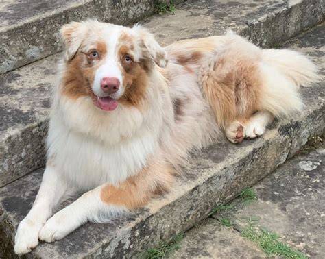 Obrys psa so širokou paletou farebných variantov srsti (merle, čierna, red merle, atď.)