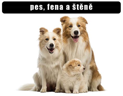 Pes a fena pri zoznamovaní