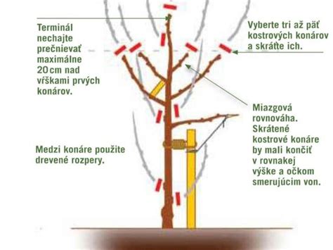 šľachtenie ovocných stromov