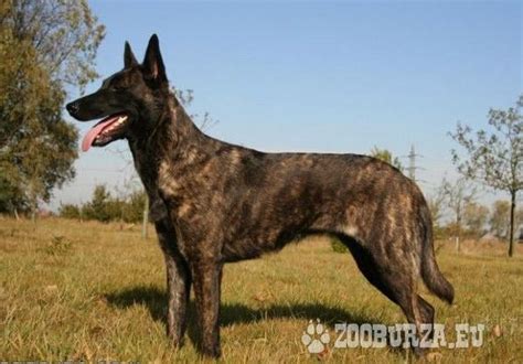 Holandský ovčiak s rodinou