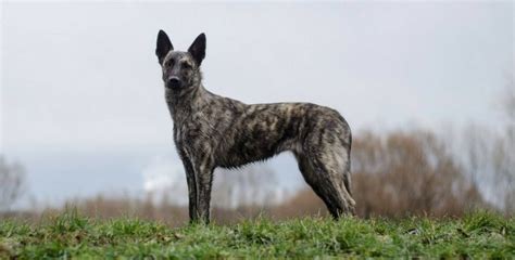 Holandský ovčiak pri výcviku agility