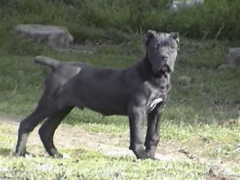 Vizuálne porovnanie Cane Corso a nemeckého ovčiaka: veľkosť, stavba tela, uši a srsť