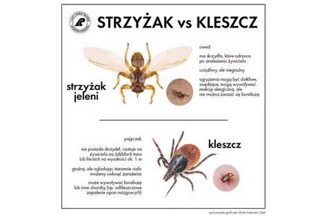 Ilustrácia kliešťov a ich vývojových štádií