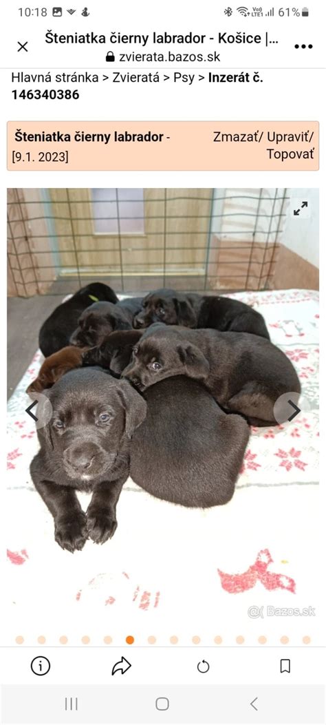 Ilustrácia stavby tela čierneho labradora