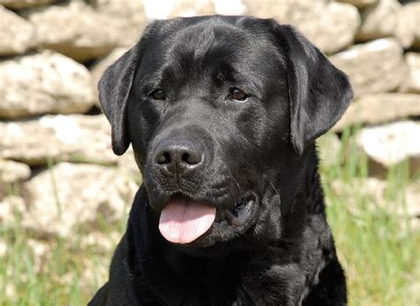 Ilustrácia hrajúceho sa čierneho labradora