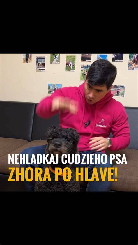 Infografika: Ako správne pristupovať k cudziemu psovi a čo robiť pri útoku