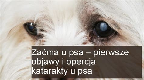 Ilustrácia diabetickej katarakty u psa