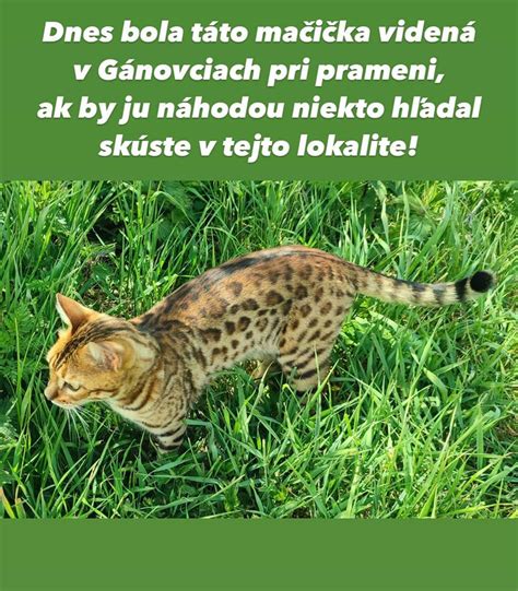 Pes s obmedzeným zrakom v bezpečnom prostredí