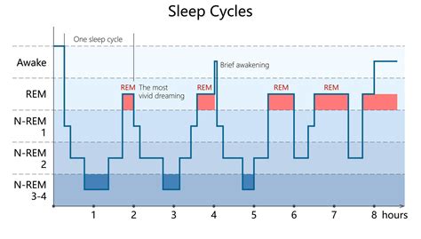 Infografika: REM vs Non-REM u psa a ich dopad na zdravie