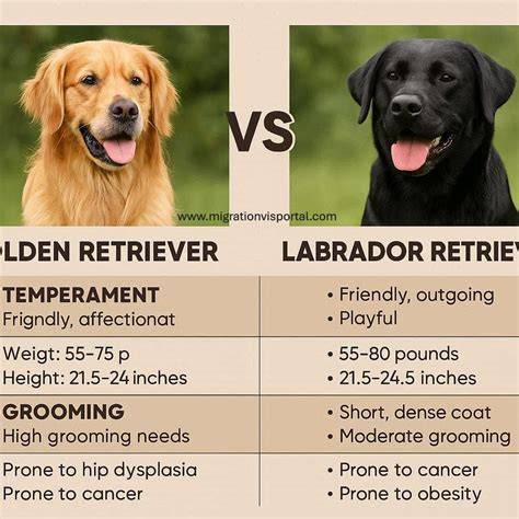 Infografika: Pôvod a rozdiely Labrador retriever vs. Československý vlčiak