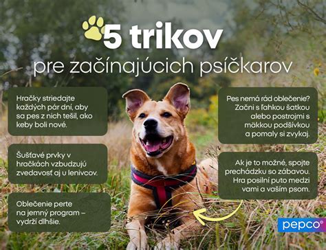 Infografika: kľúčové prvky výchovy psa
