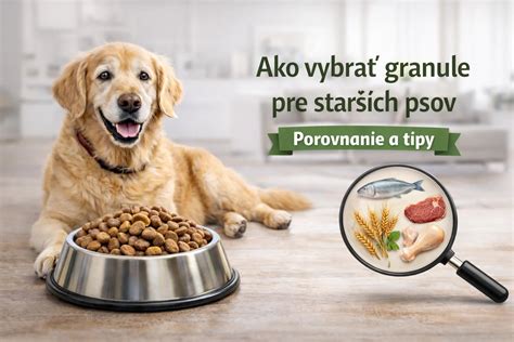Infografika: Zmeny u starších psov a tipy na vychádzky