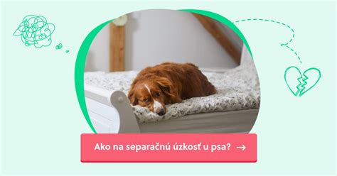 Pes sám doma, prejavy separačnej úzkosti