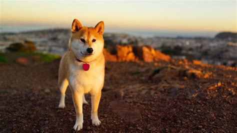 Akita