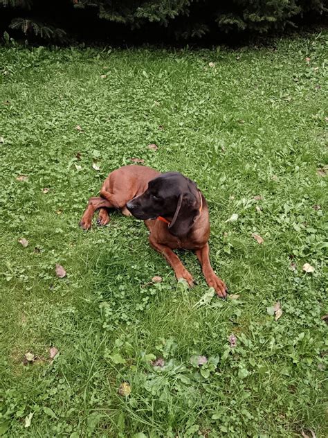 Ilustračná fotografia bavorského farbiara pri práci