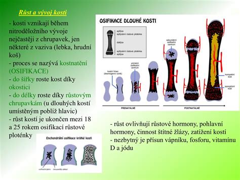 Vývoj kostí a kĺbov u šteniat