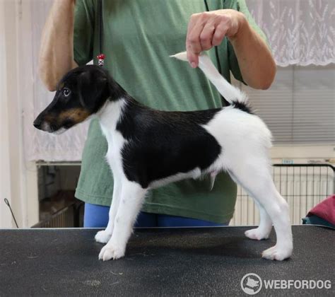 Foxteriér hladkosrstý hrajúci sa s dieťaťom