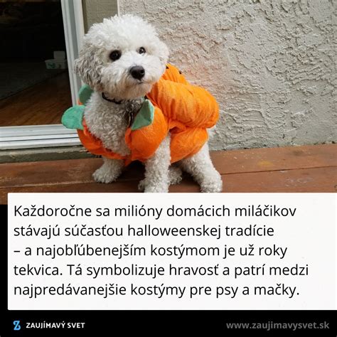 Pes v karnevalovom kostýme