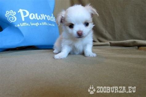 Šteniatko dlhosrstej čivavy hnedobielej farby