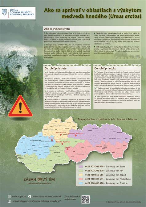 Infografika: Ako sa správať pri stretnutí s medveďom