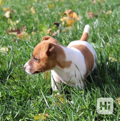 Infografika: Typy srsťí jack russell teriéra a ich vplyv na údržbu