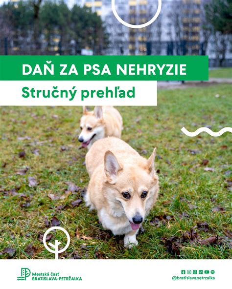 Infografika: Prehľad najbežnejších ochorení psov a ich príznakov