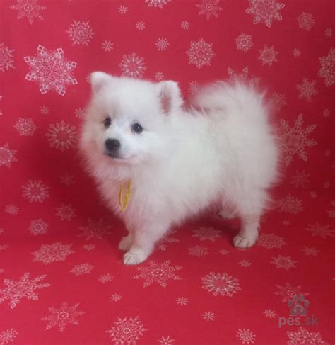 Šteniatka fínskeho špica