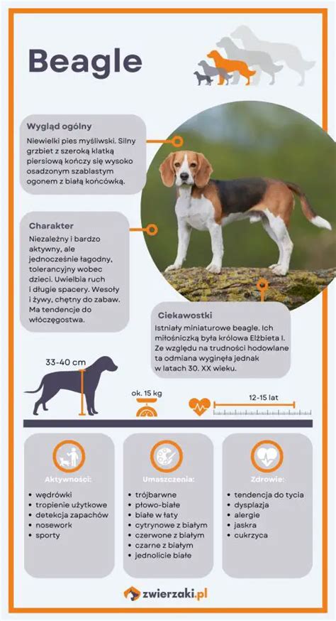 Infografika: Beagle - charakteristiky a potreby