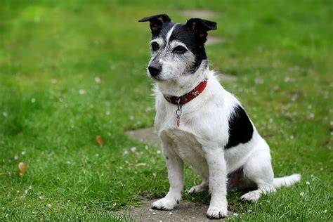 Obrázok 1: Krížence Jack Russell x Border kólia - energická a zvedavá povaha