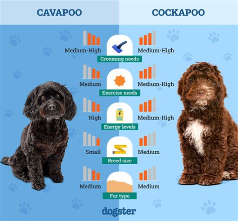 Infografika: Cockapoo vs Cavapoo - rozdiely vo vzhľade, povahových vlastnostiach a starostlivosti