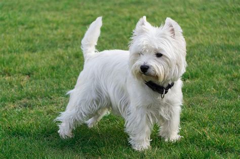 Schéma starostlivosti o srsť West Highland White Terrier