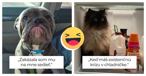 Ilustrácia psa s rôznymi výrazmi tváre naznačujúca strach alebo neistotu