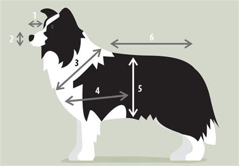 Ilustrácia majiteľa psa odmeňujúceho svojho psa