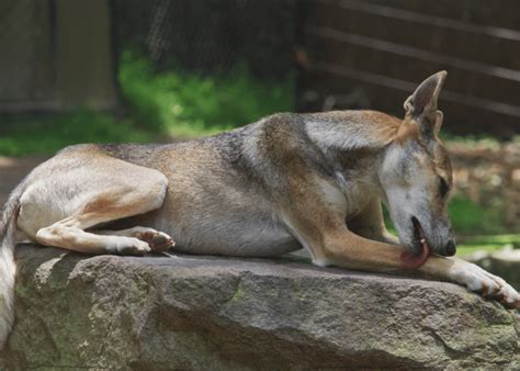 Divoký pes z Novej Guiney v prirodzenom prostredí