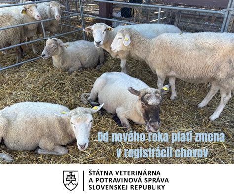 Infografika: Prehľad legislatívy k držaniu psov a registrácii zvierat na Slovensku