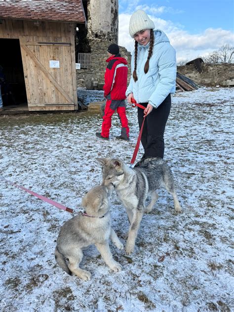 Porovnanie Saarloosovho vlčiaka a Československého vlčiaka