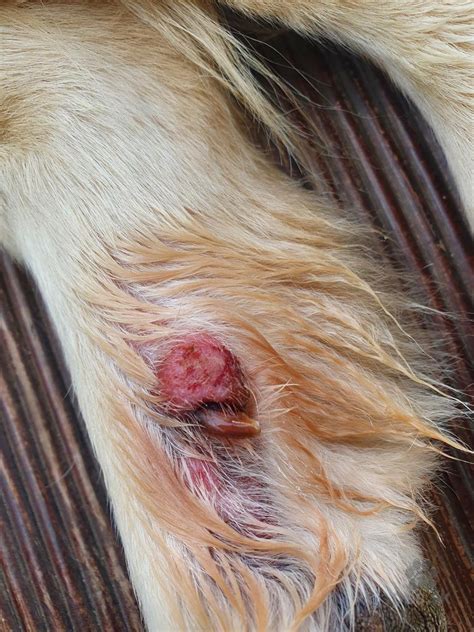 Pes s červeným fľakom na labke