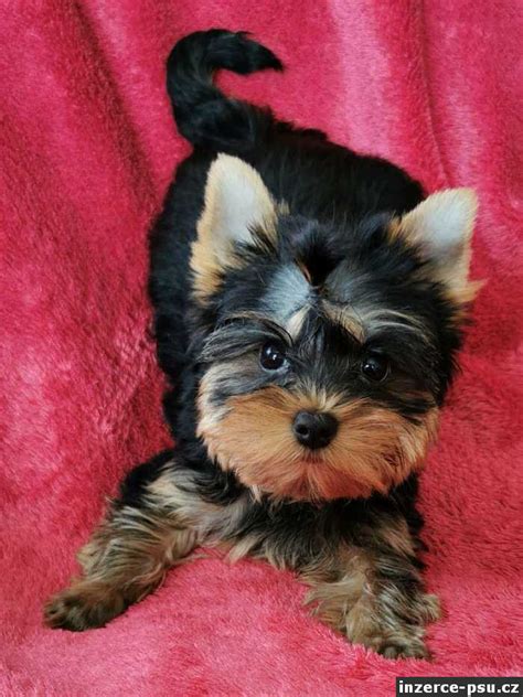 Šteniatko Yorkshire Teriér