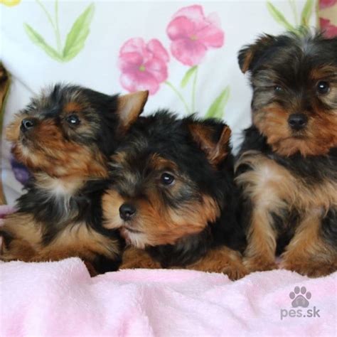 Šteniatka Yorkshire Teriér rôznych farieb
