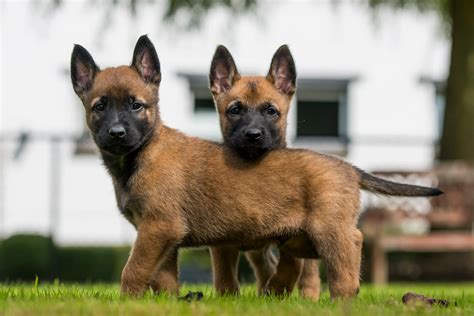 Interakcia belgického ovčiaka Malinois s deťmi