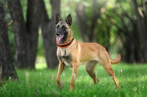Belgický ovčiak Malinois pri psích športoch