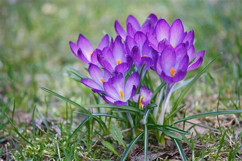 Rôzne druhy krokusov