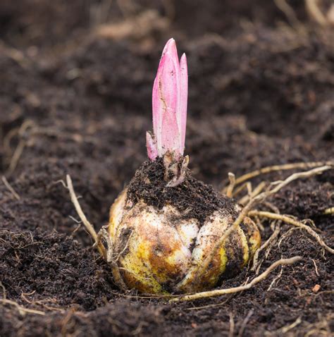 Výsadba cibuliek krokusov