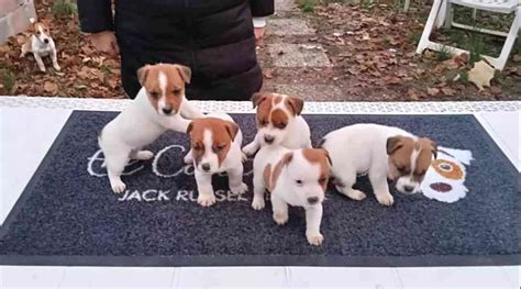 Mapa sveta pôvodu a rozšírenia Jack Russell teriéra