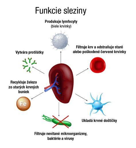 Infografika: Funkcie sleziny, dôsledky splenektómie a starostlivosť po operácii