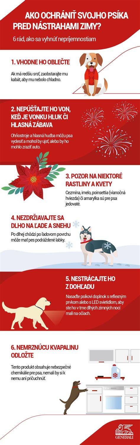 Obrázok: Správna očná hygiena psa počas zimy