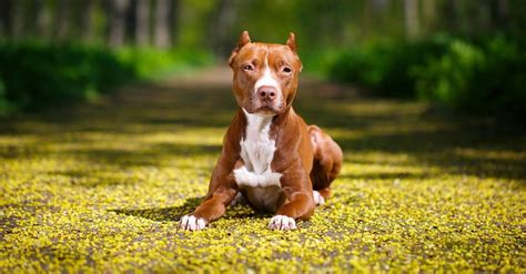 Typický vzhľad amerického pitbulteriéra