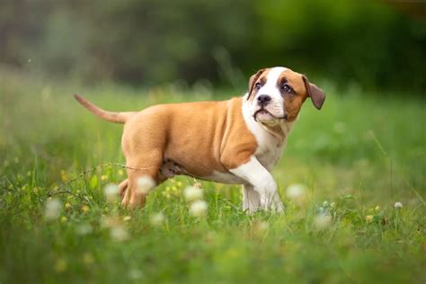 Šteňa amerického pitbulteriéra pri výcviku