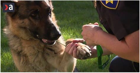 Pes so zlomenou nohou